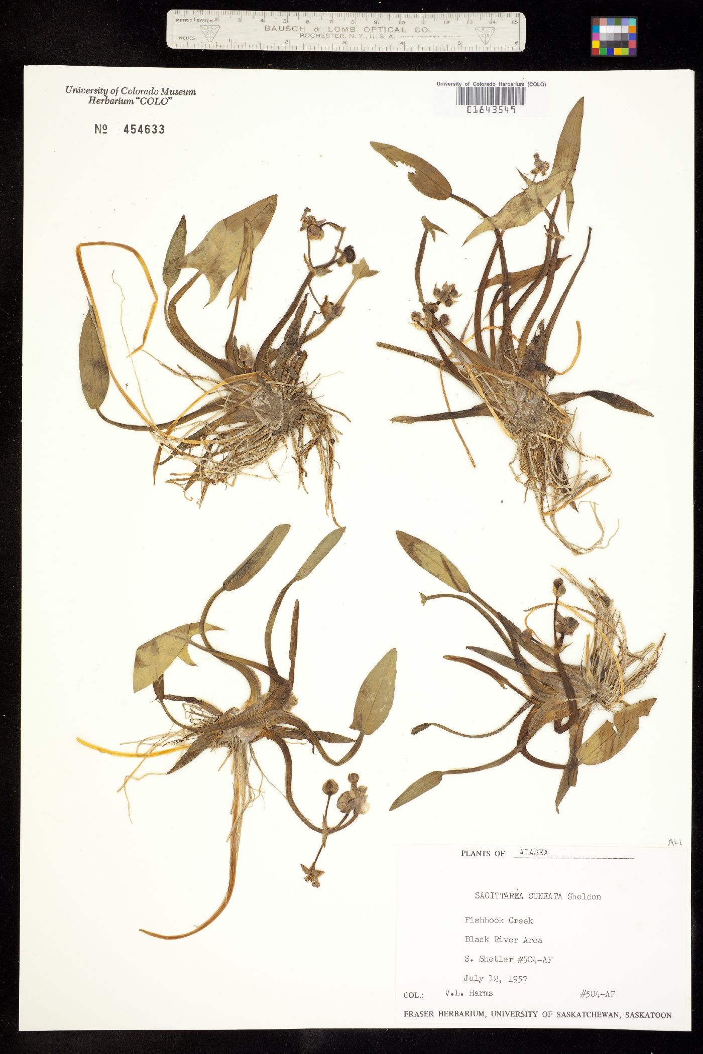 Sagittaria cuneata image