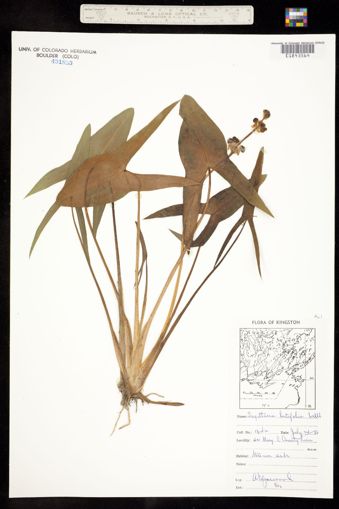 Sagittaria latifolia image