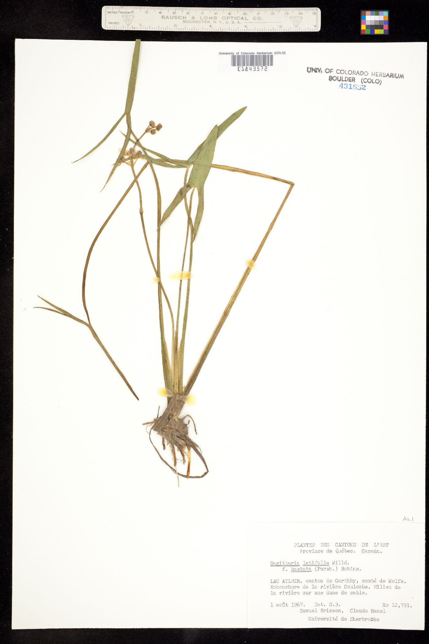 Sagittaria latifolia image