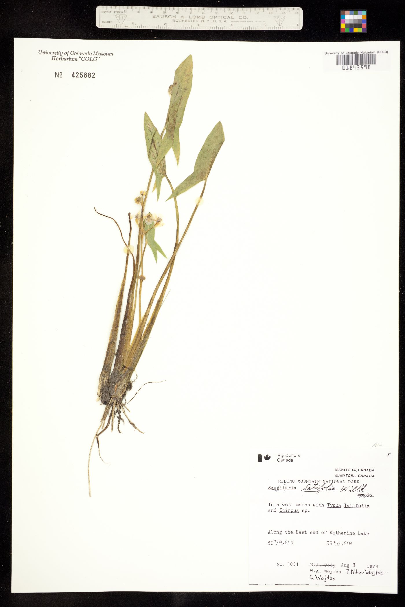 Sagittaria latifolia image