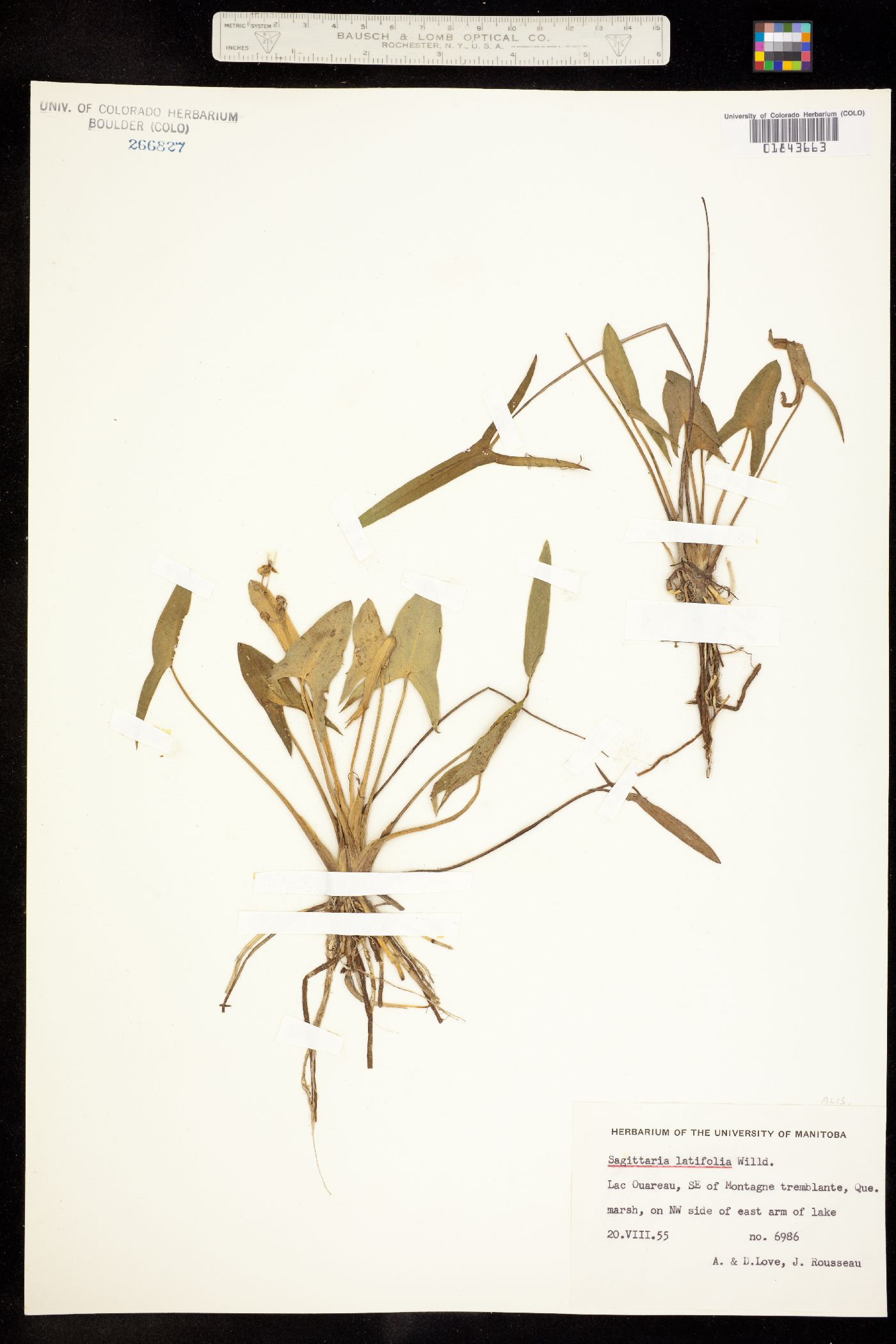 Sagittaria latifolia image
