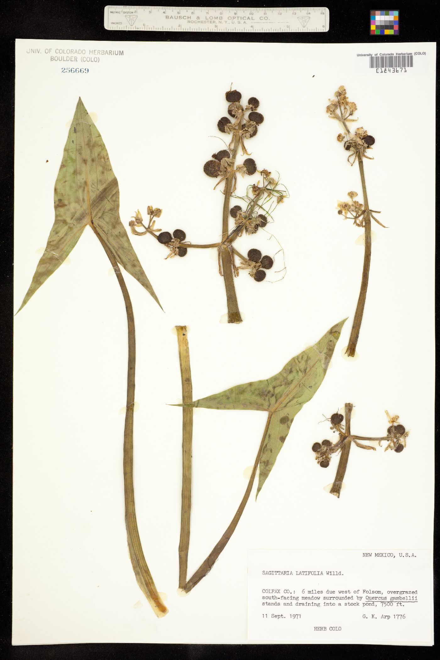 Sagittaria latifolia image