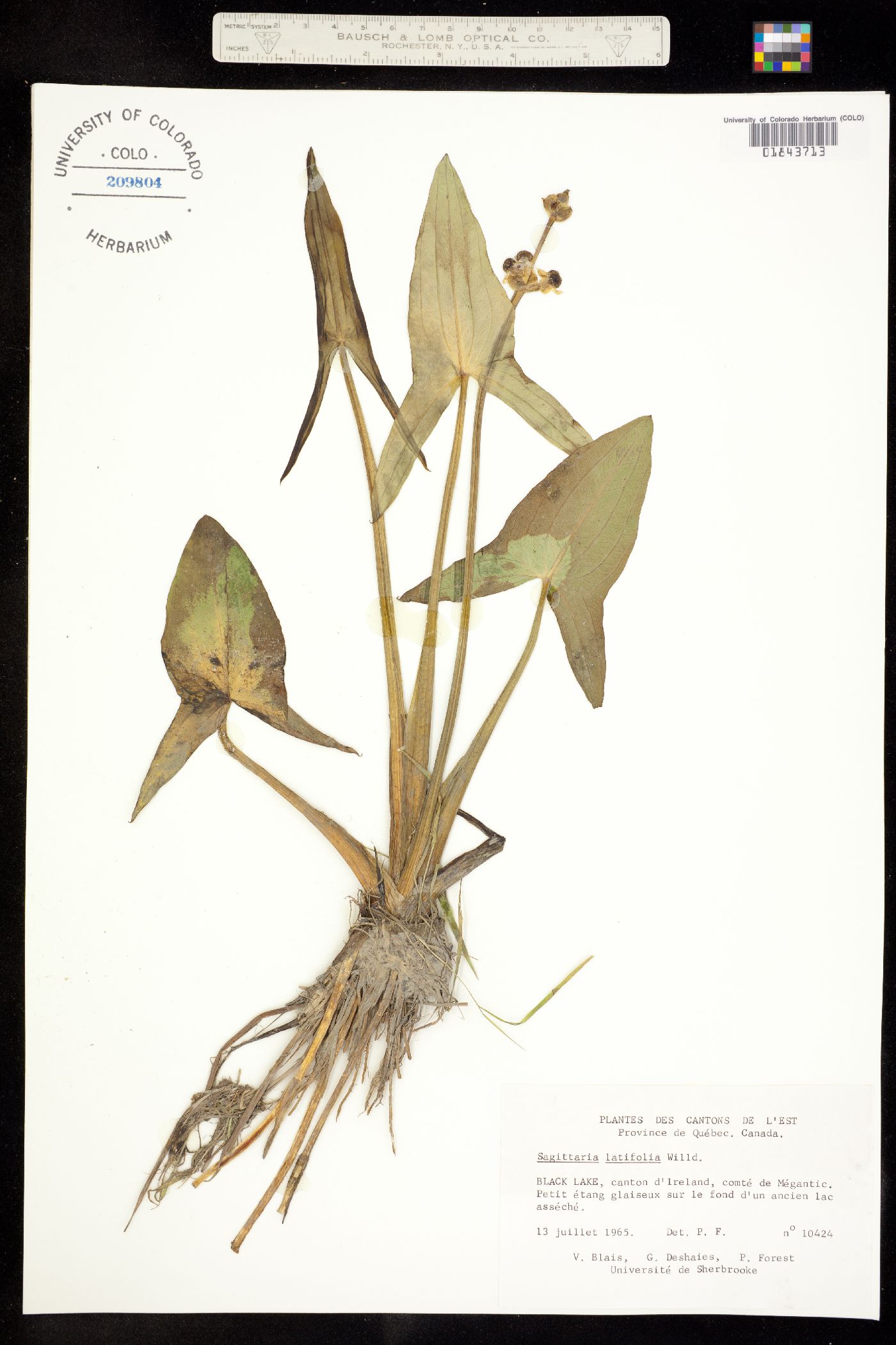 Sagittaria latifolia image