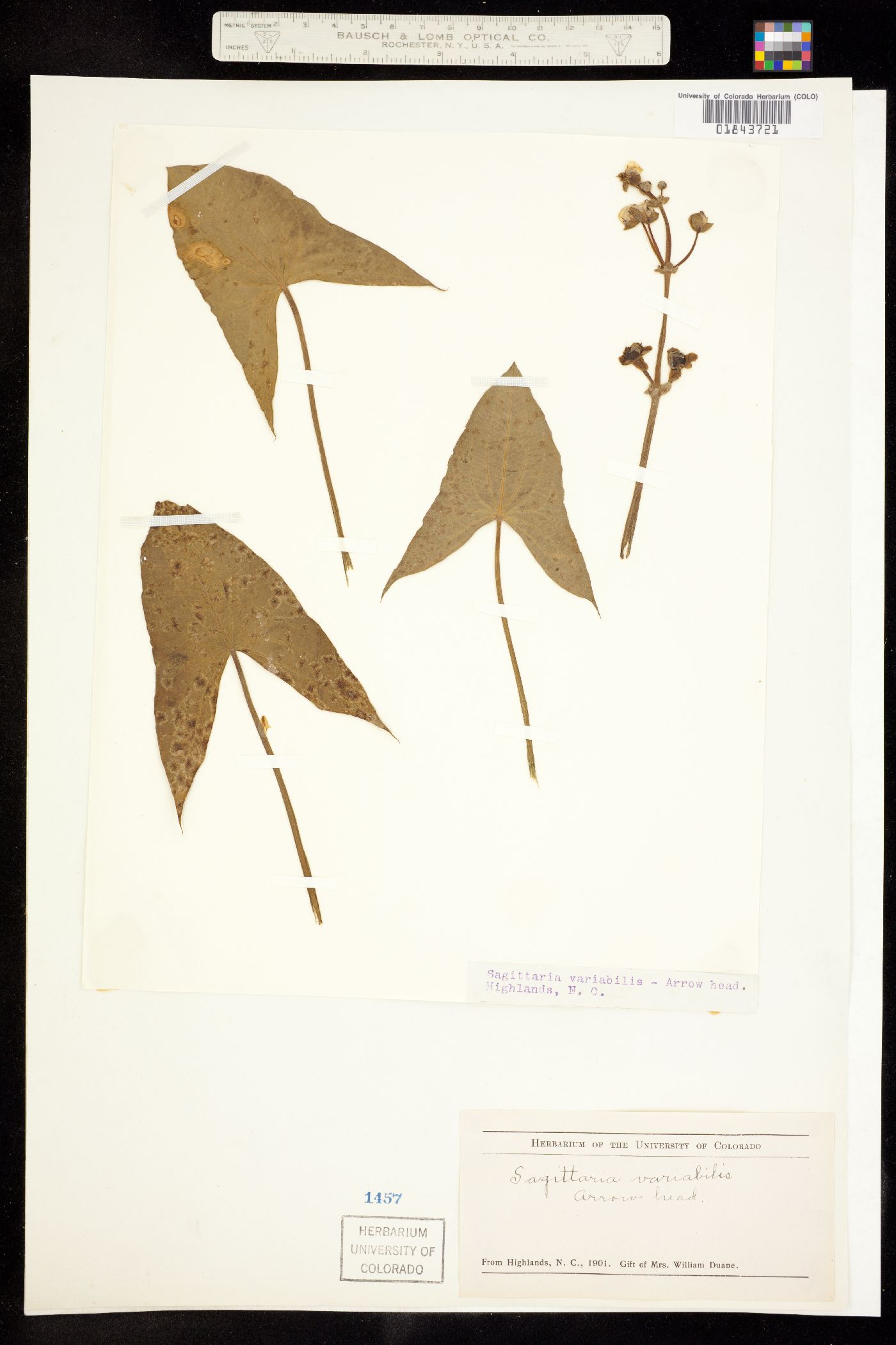 Sagittaria latifolia image