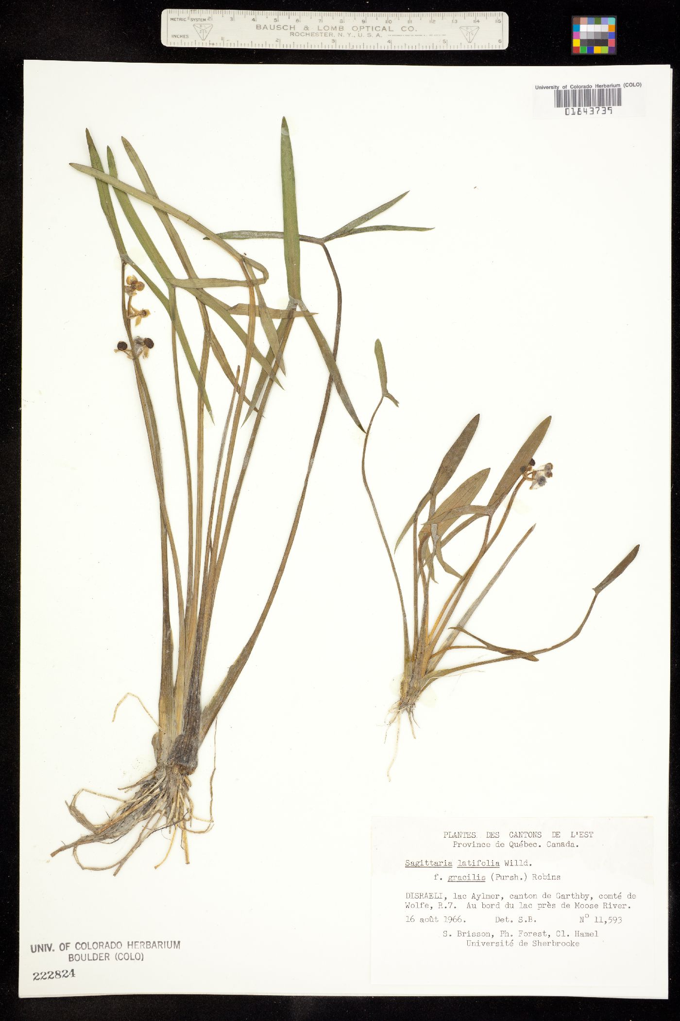 Sagittaria image