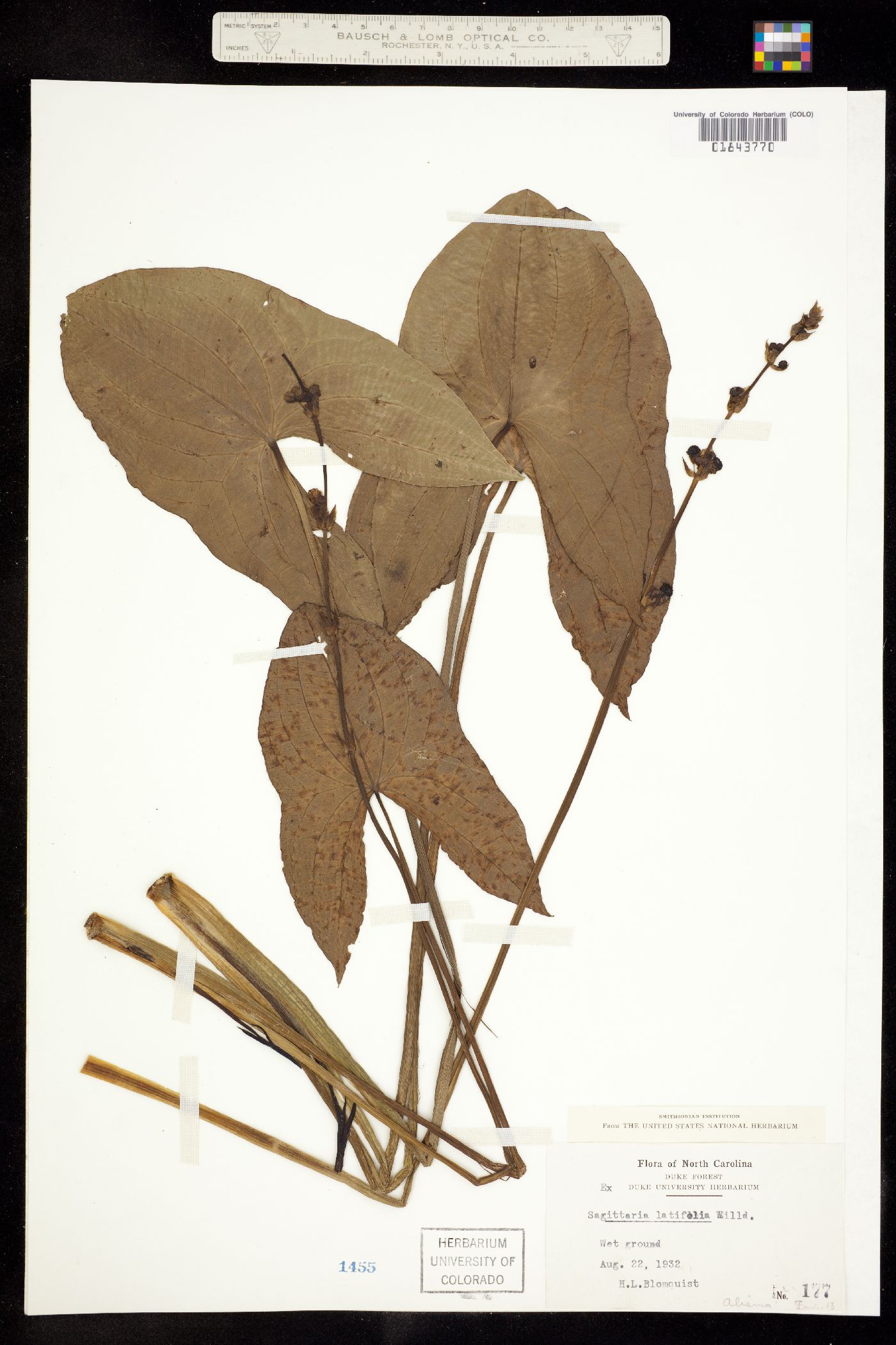 Sagittaria latifolia image