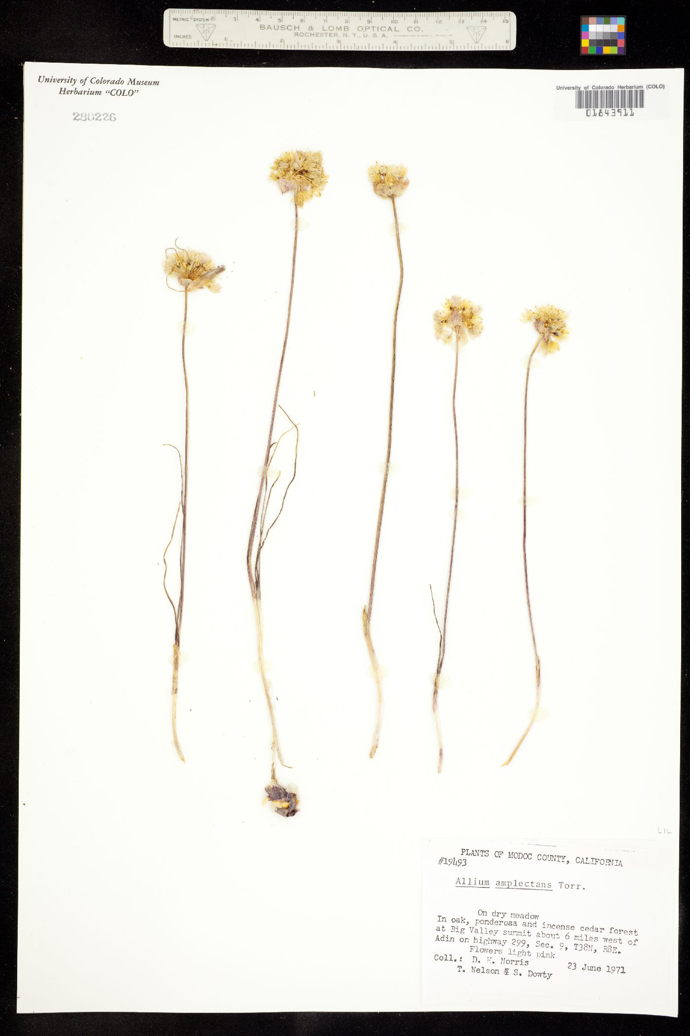 Allium amplectens image