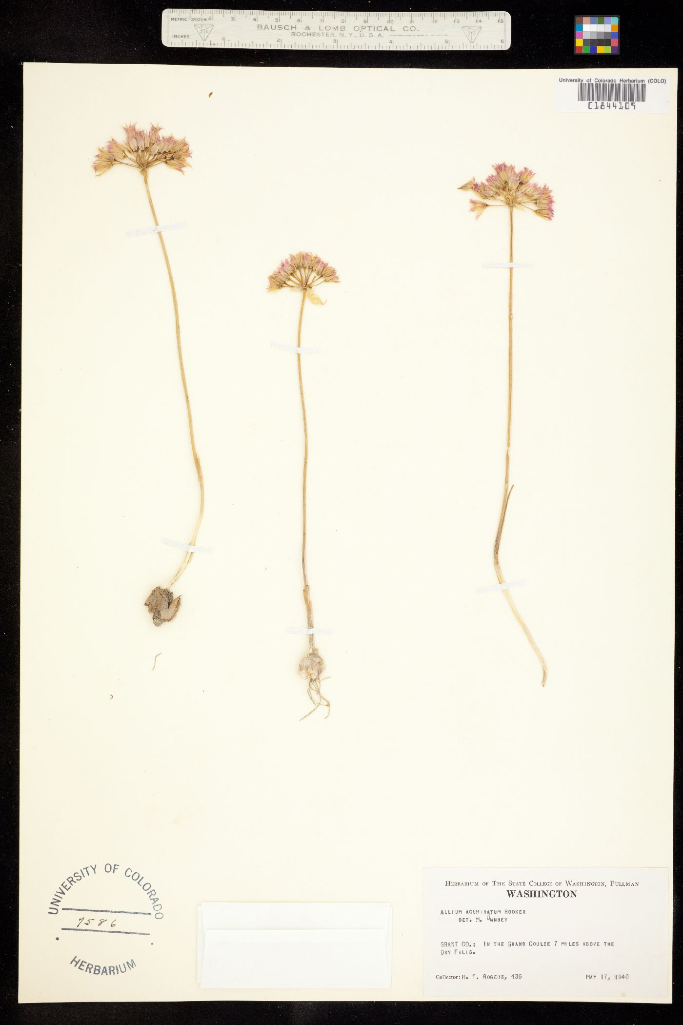 Amaryllidaceae image