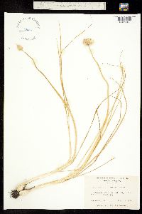Allium canadense image