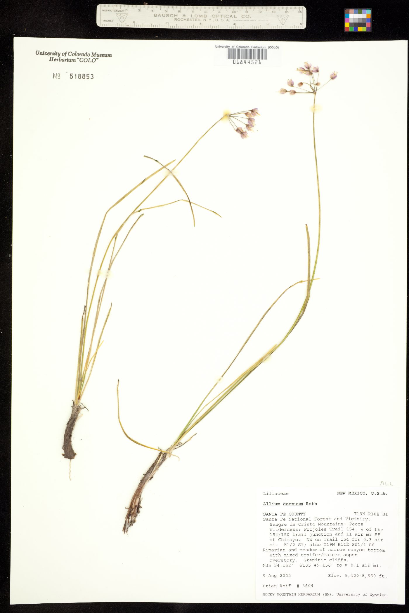 Alliaceae image