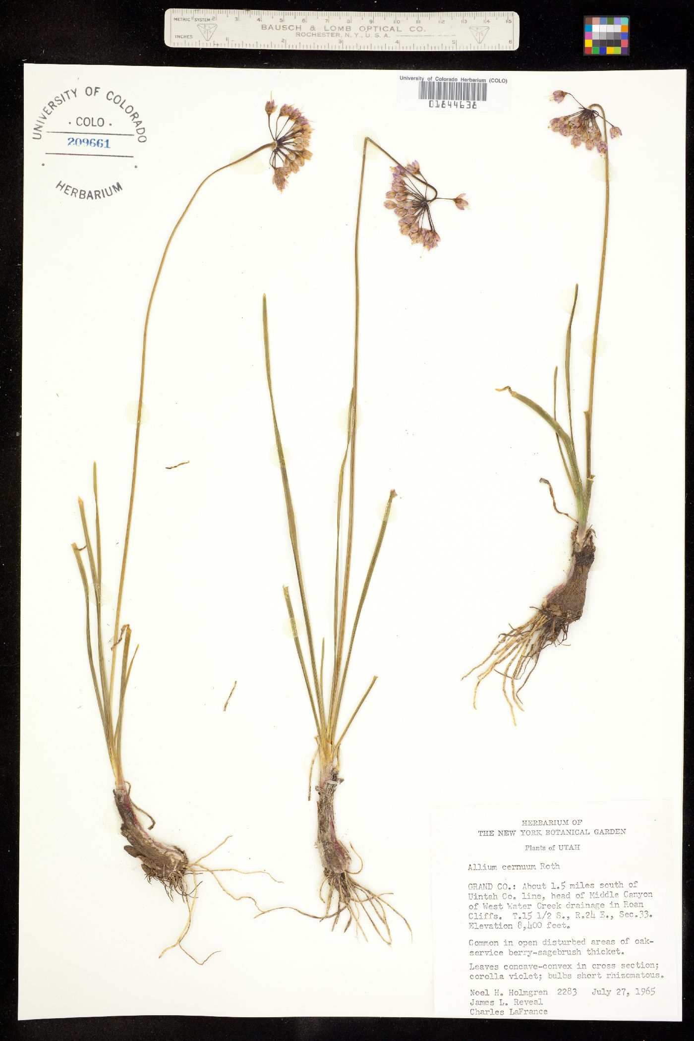 Alliaceae image