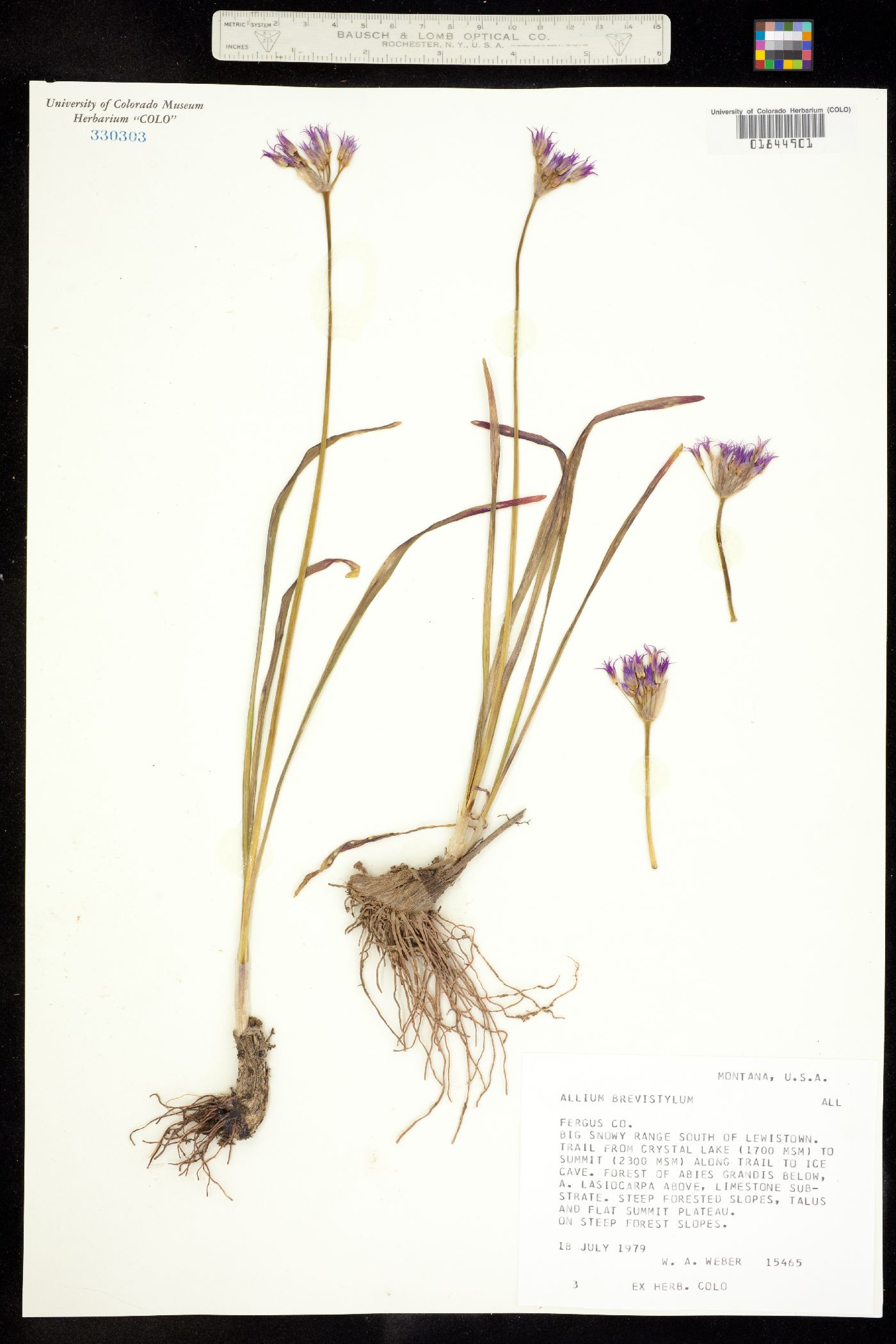 Allium brevistylum image