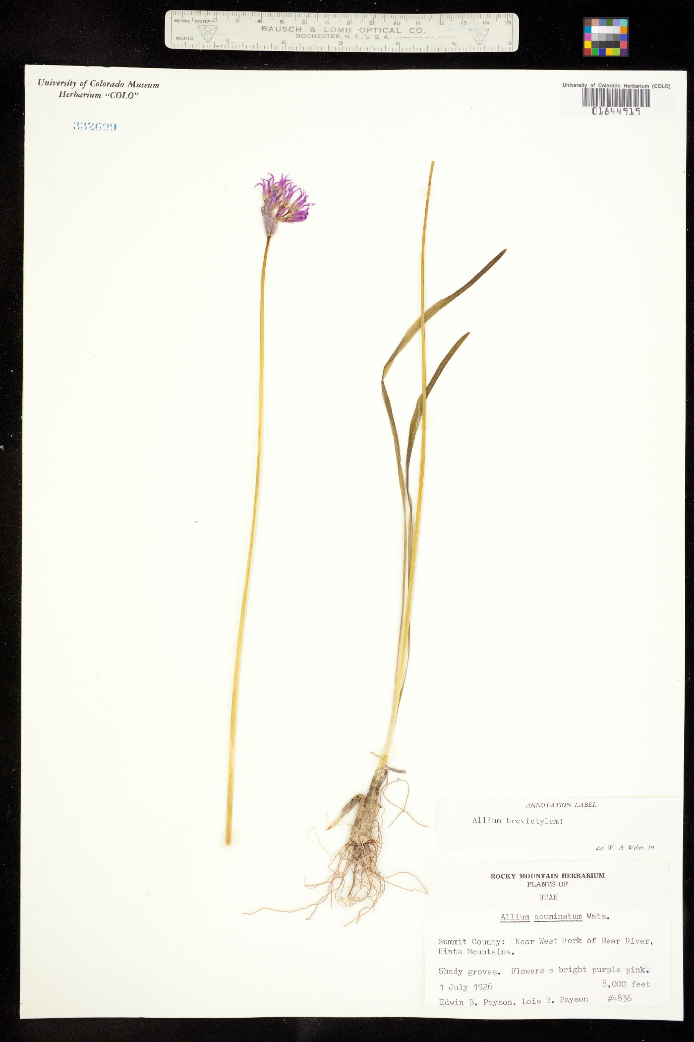 Allium brevistylum image