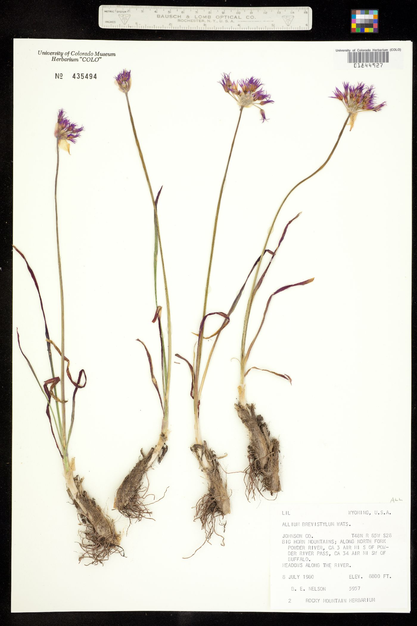 Allium brevistylum image