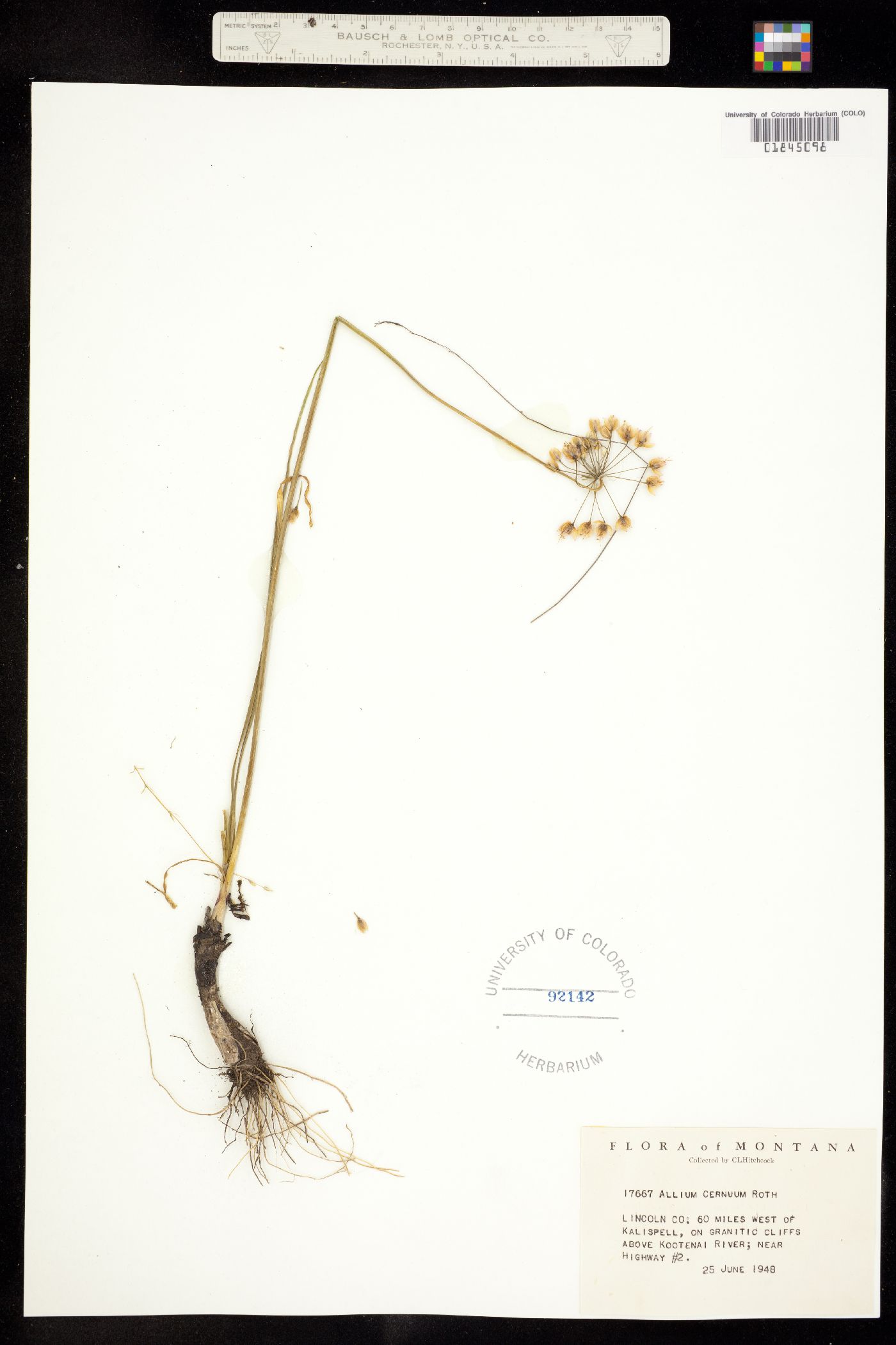 Allium cernuum image