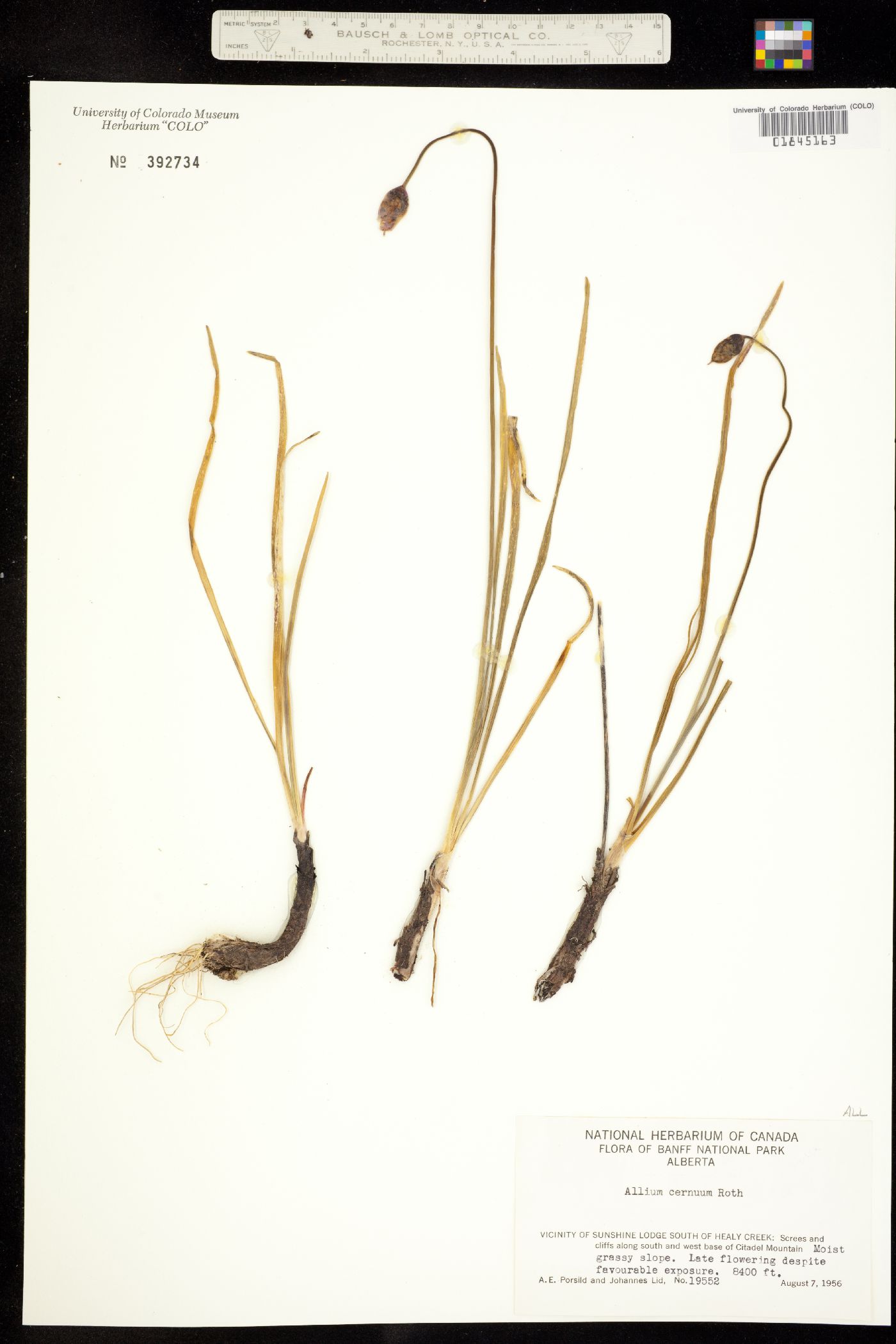 Allium cernuum image