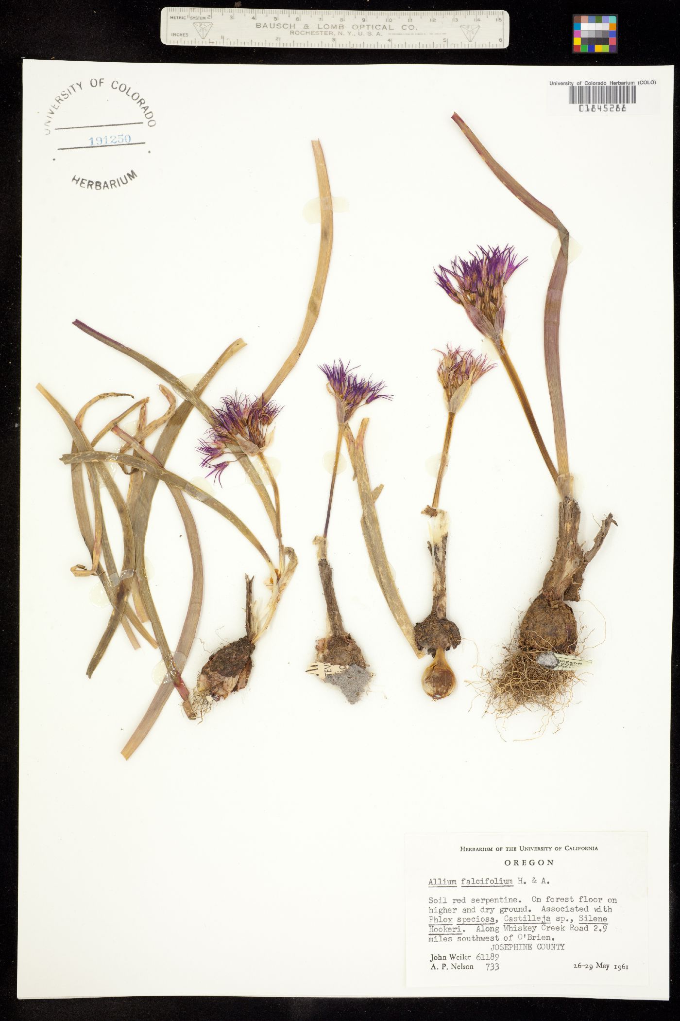 Allium falcifolium image