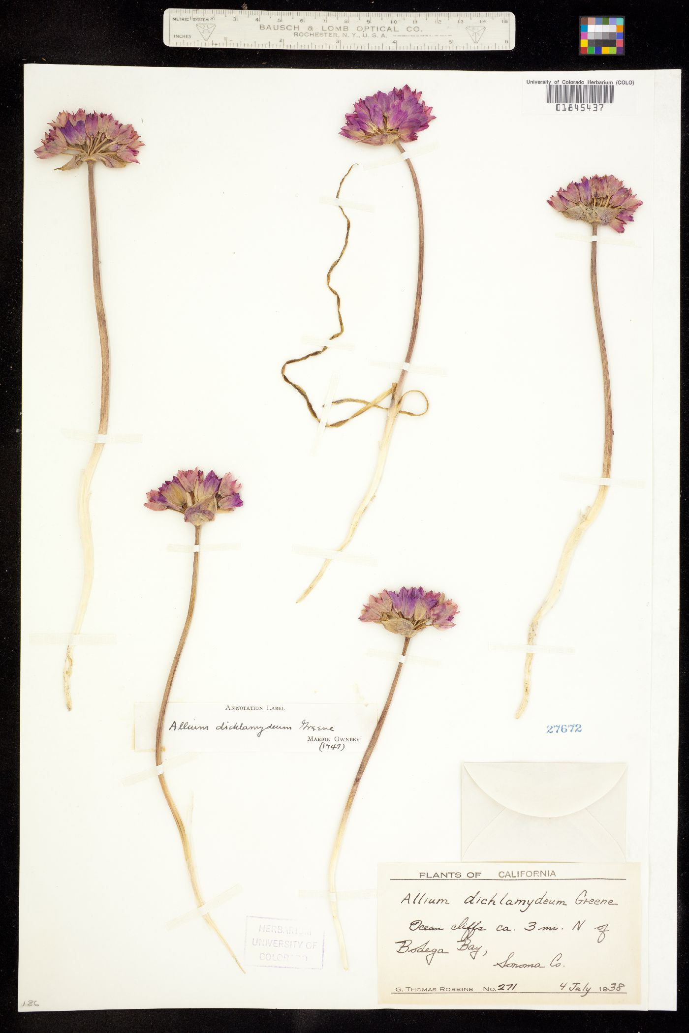 Amaryllidaceae image
