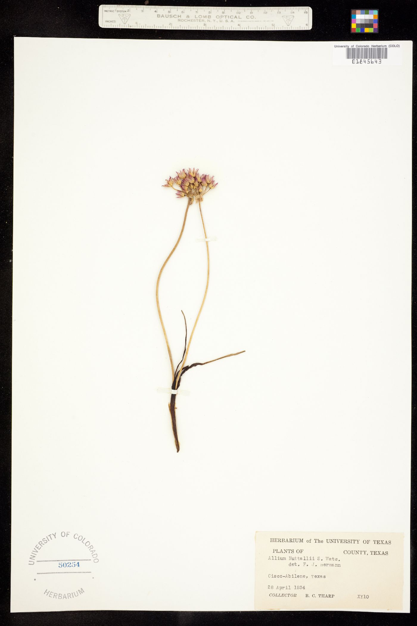 Allium drummondii image