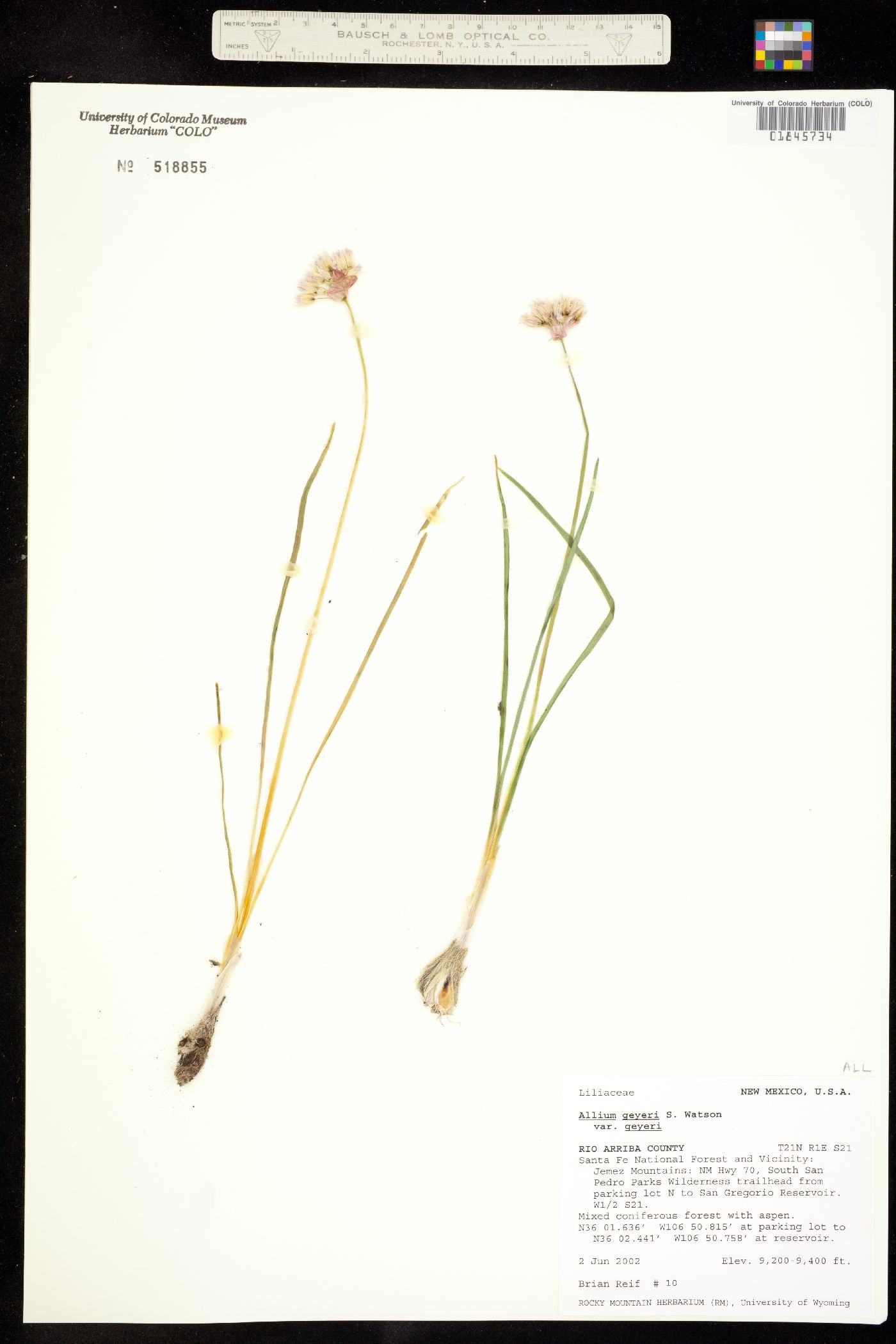 Amaryllidaceae image