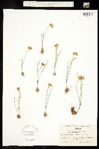 Allium fibrillum image