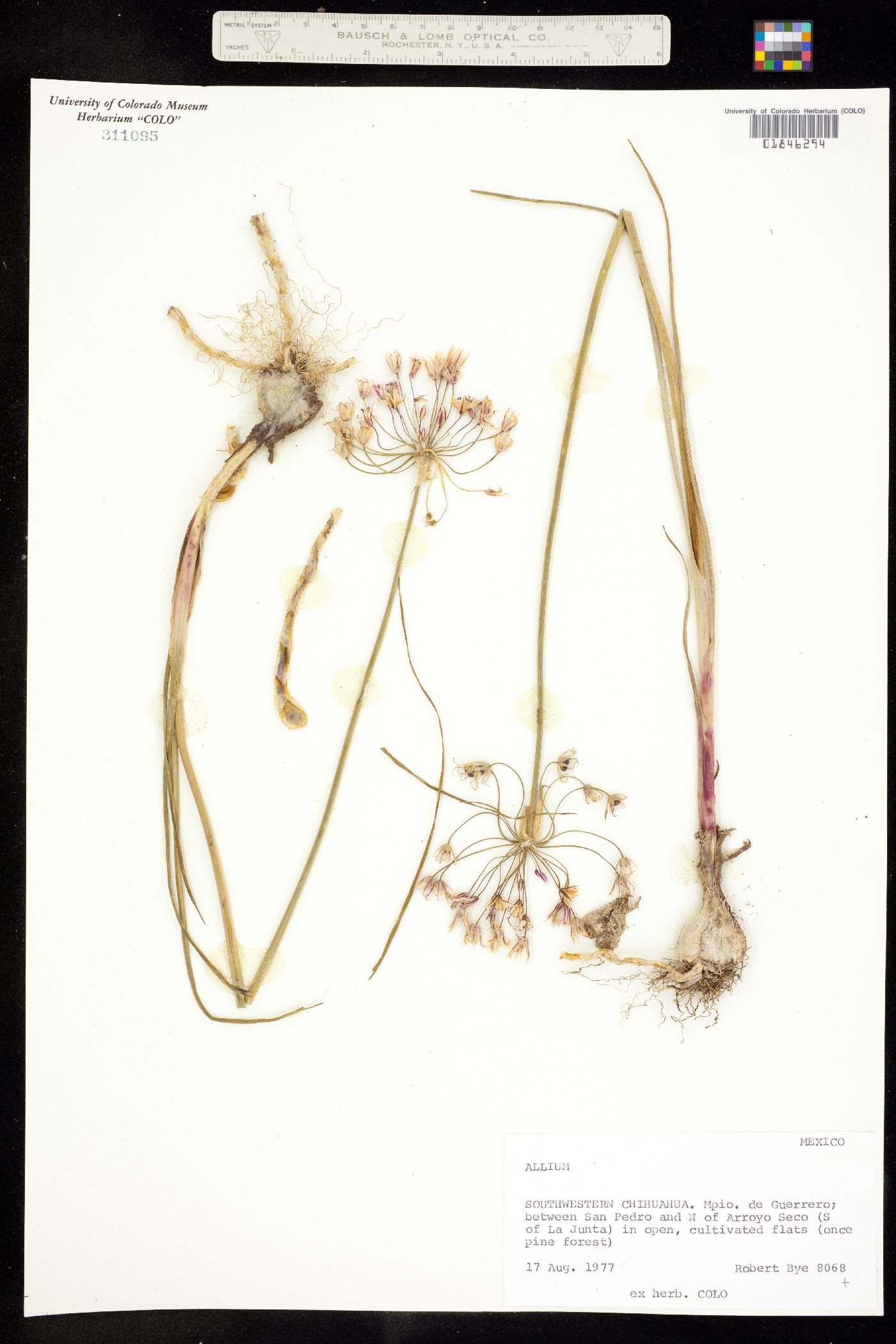 Allium longifolium image
