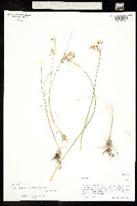 Allium longifolium image