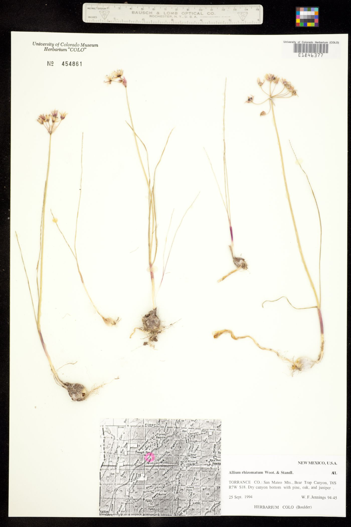 Allium rhizomatum image