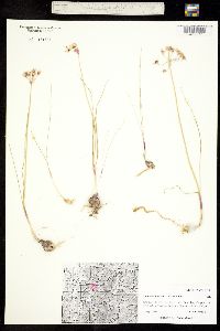 Allium rhizomatum image