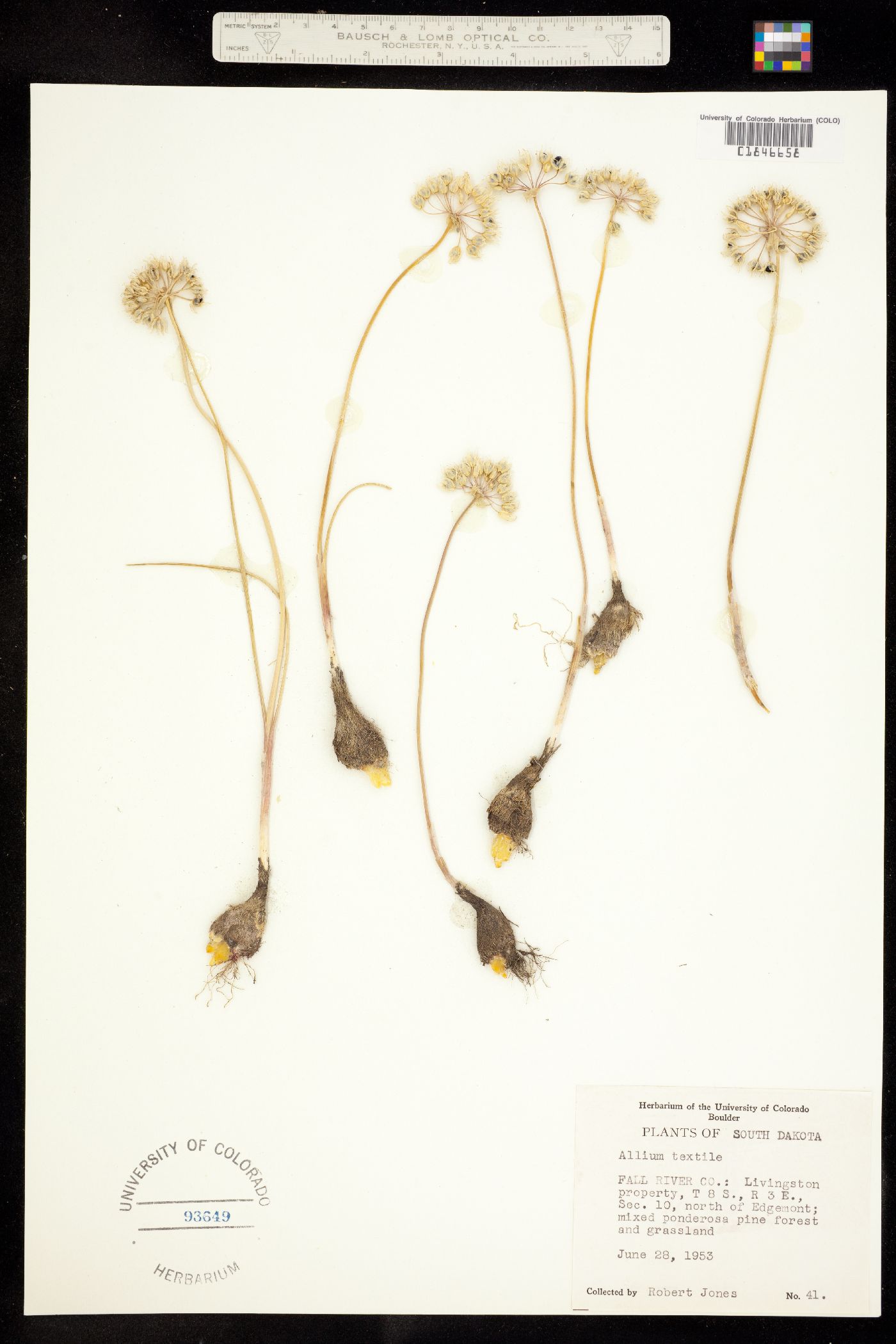 Alliaceae image
