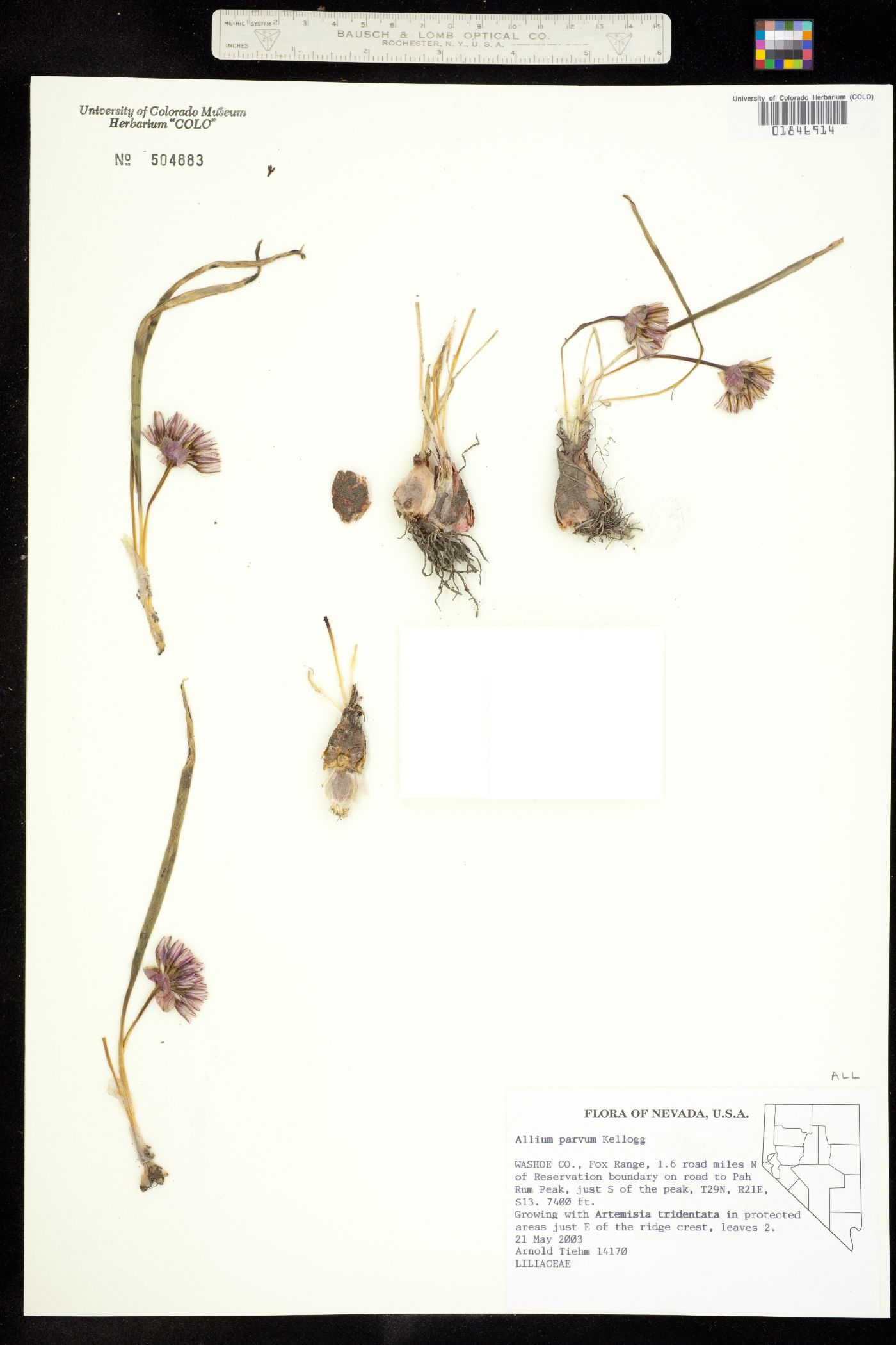 Allium parvum image
