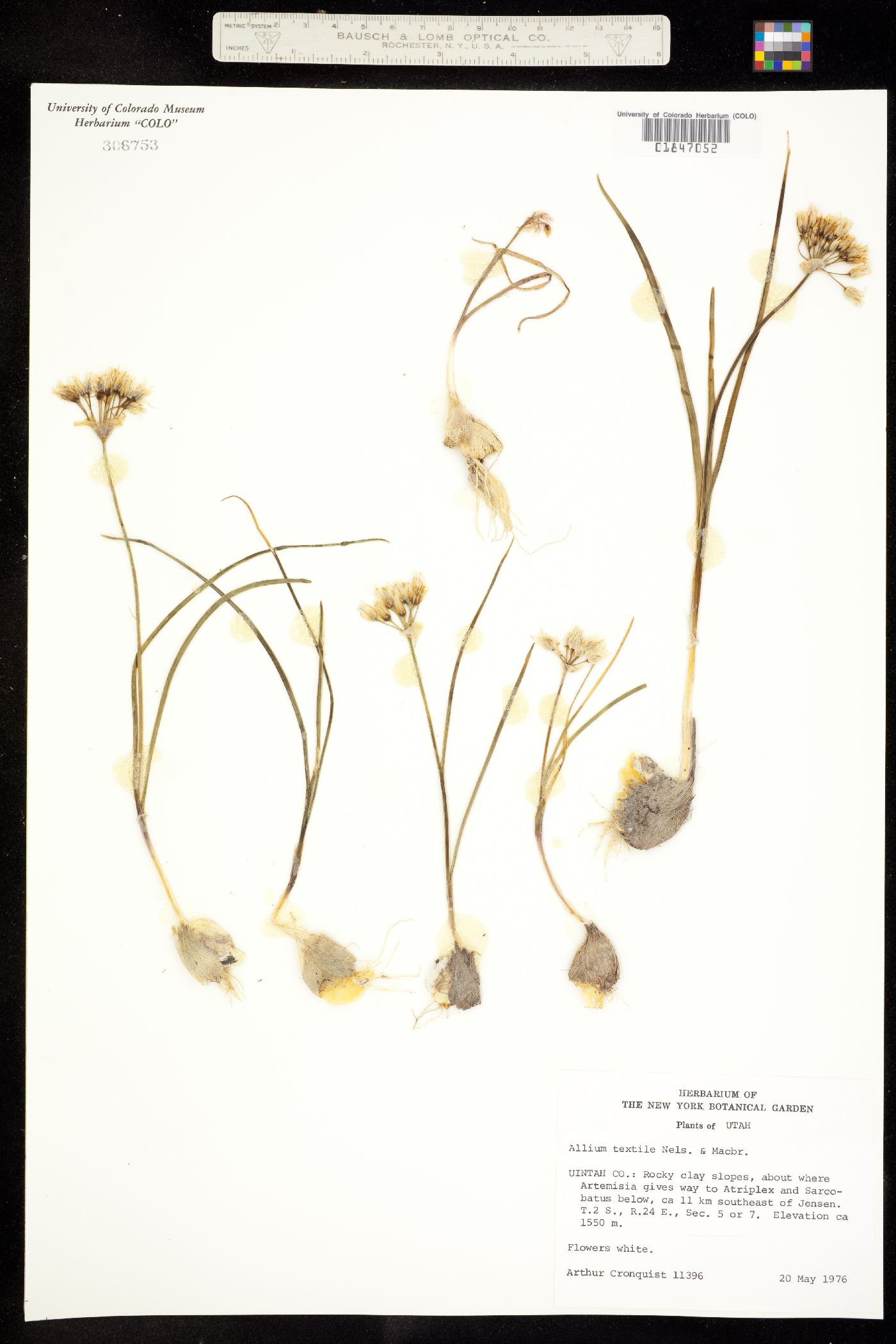 Allium textile image