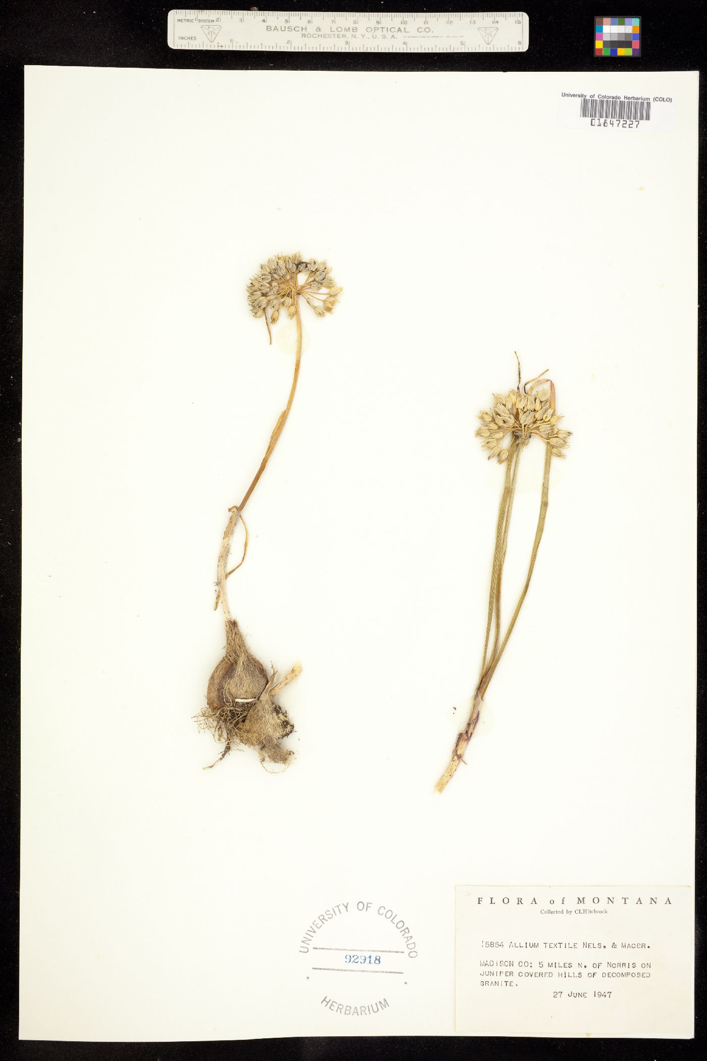 Allium textile image