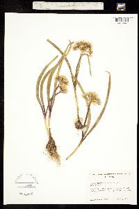 Image of Allium tolmiei
