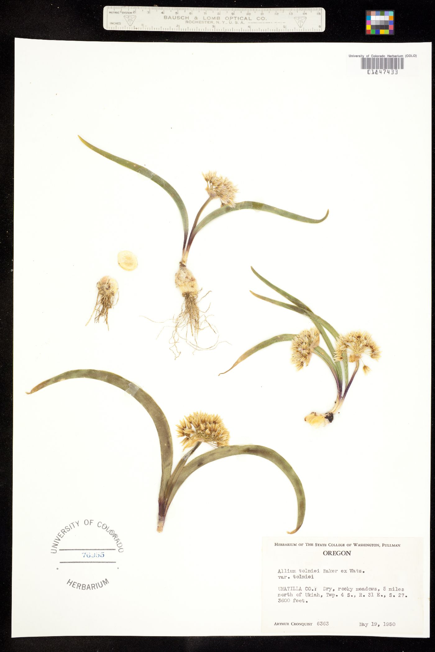 Allium tolmiei image