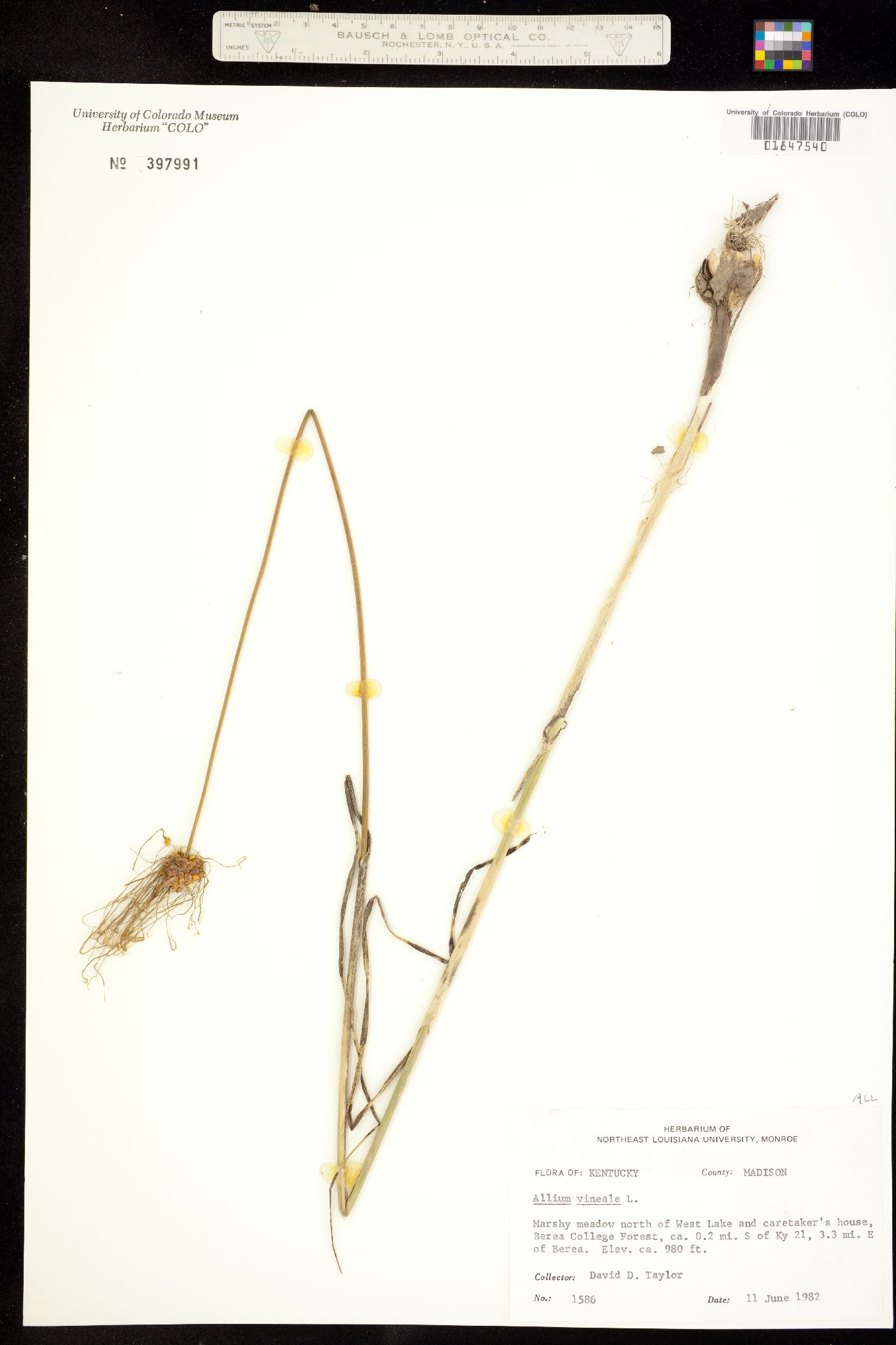 Allium vineale image