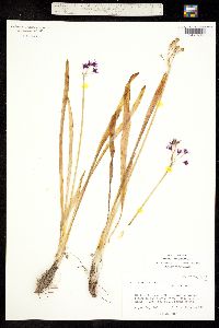 Allium gooddingii image