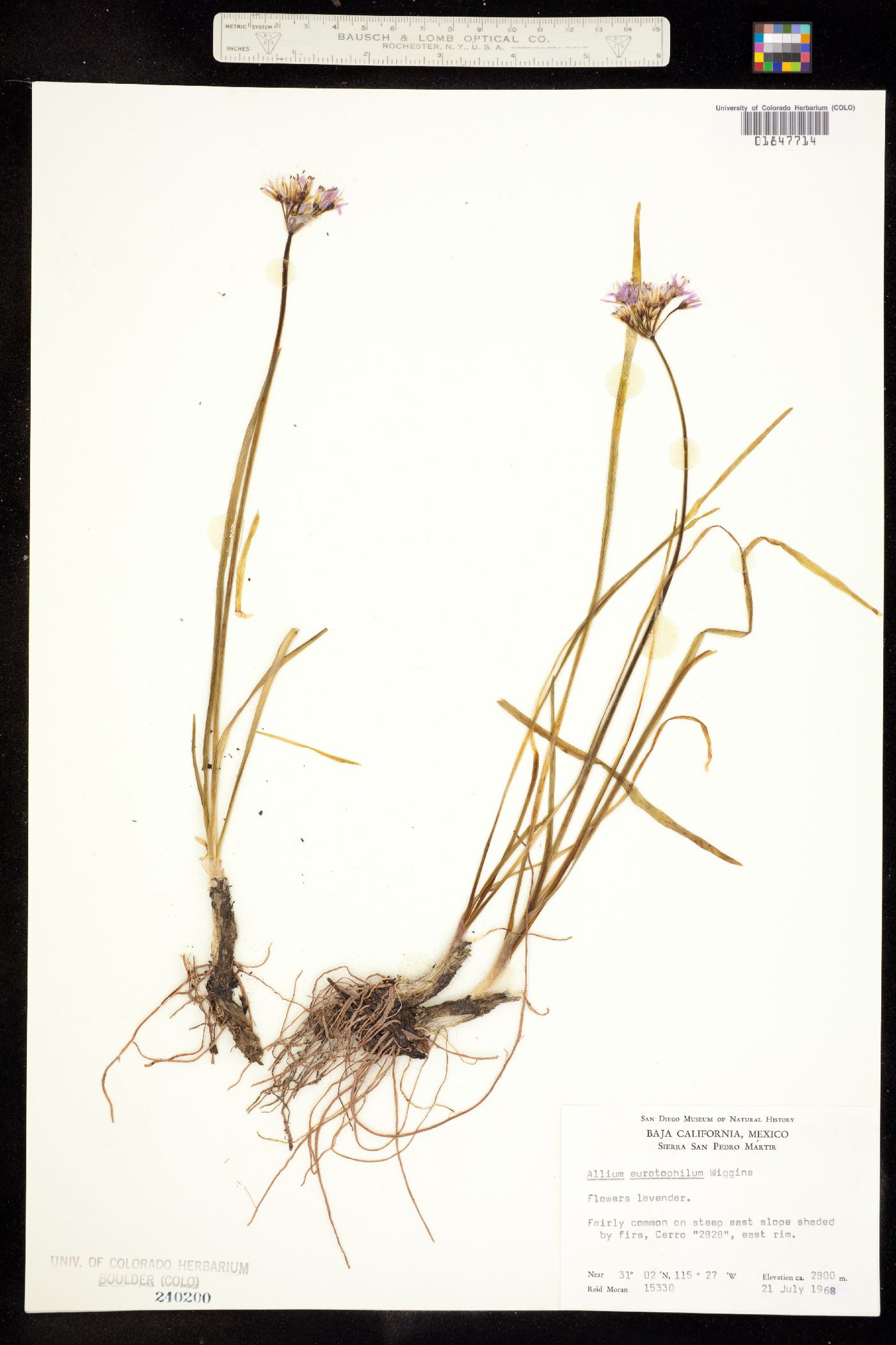 Allium eurotophilum image