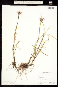 Allium eurotophilum image