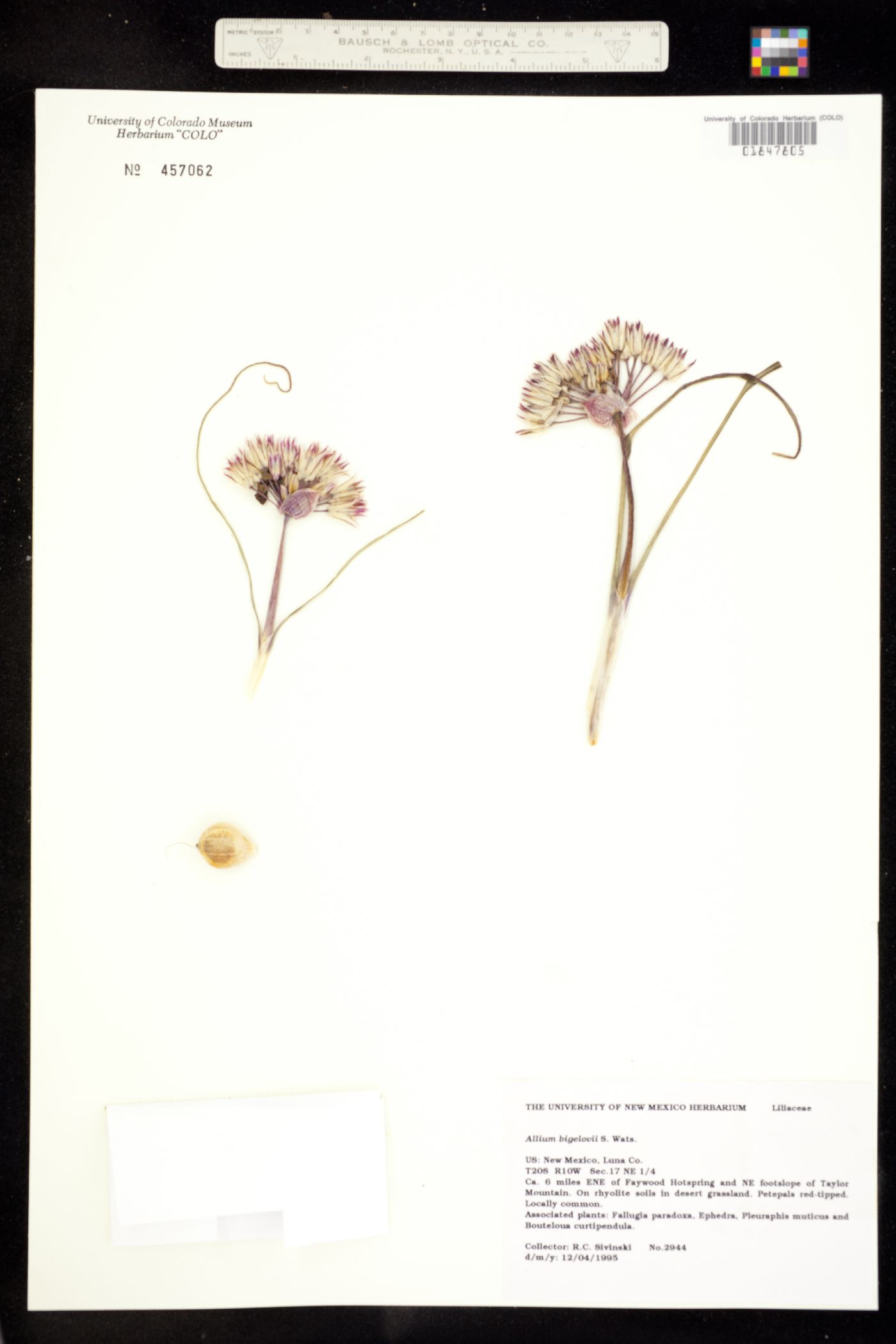 Allium bigelovii image