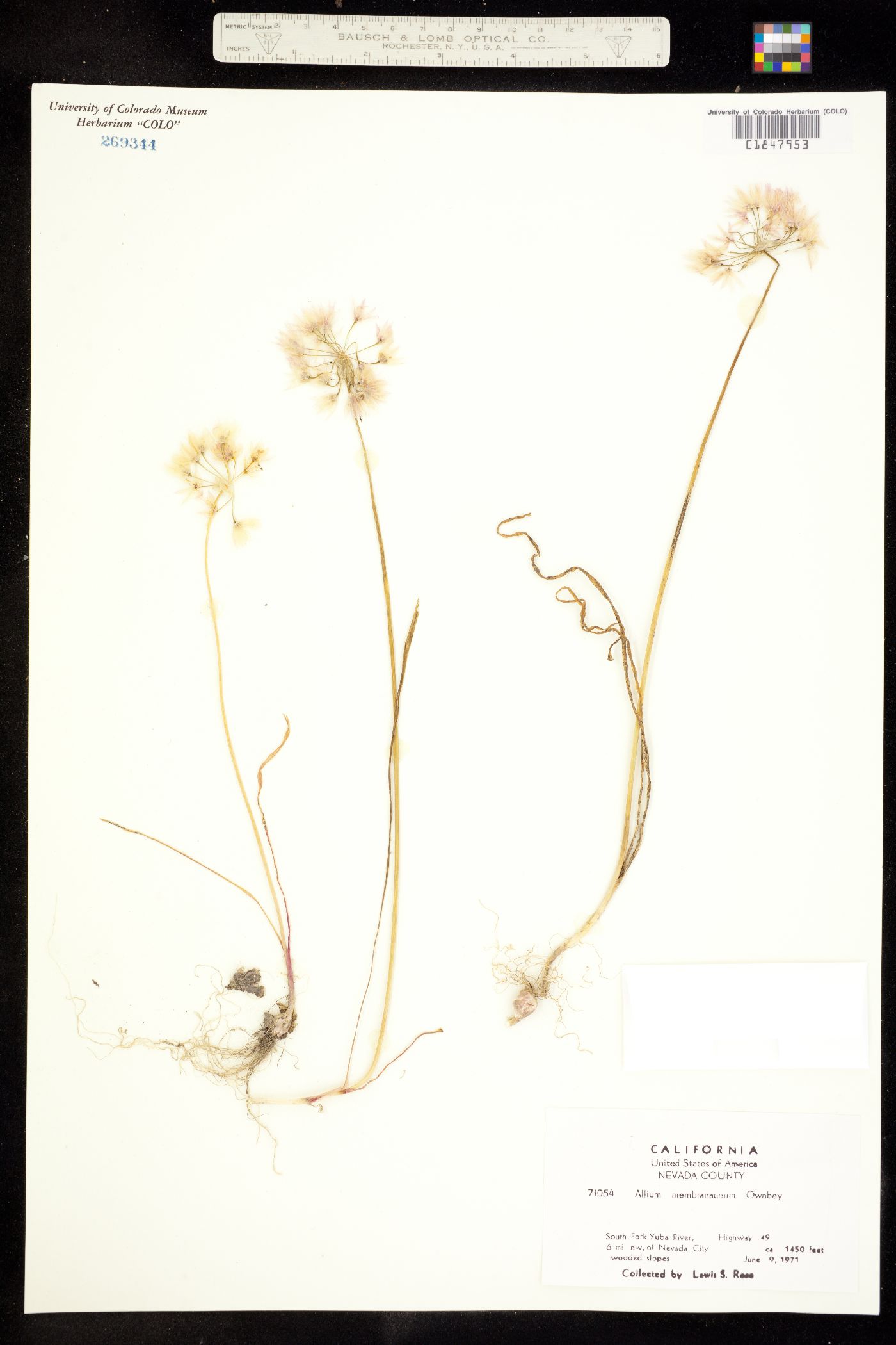Allium membranaceum image