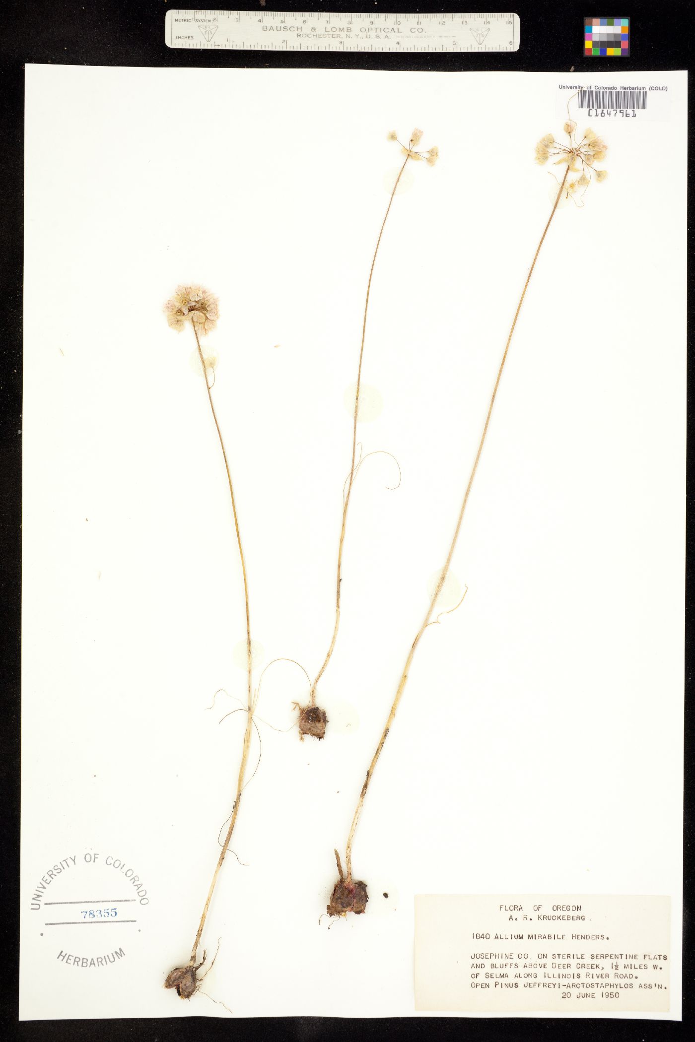 Allium bolanderi var. mirabile image