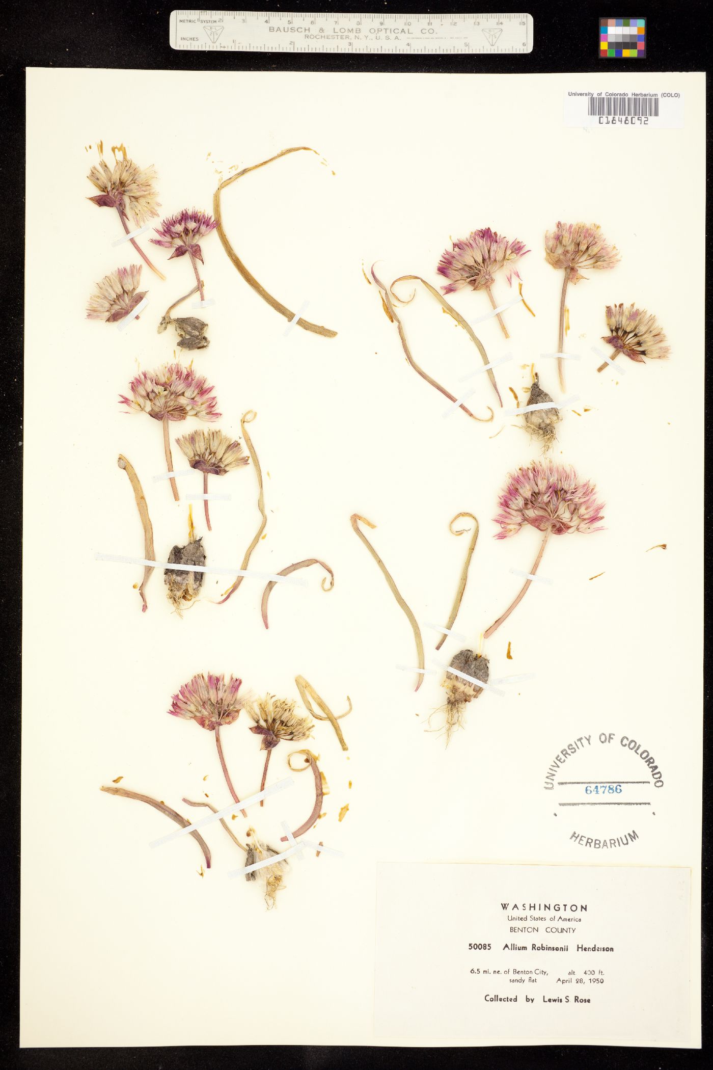 Allium robinsonii image