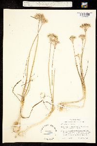 Image of Allium runyonii