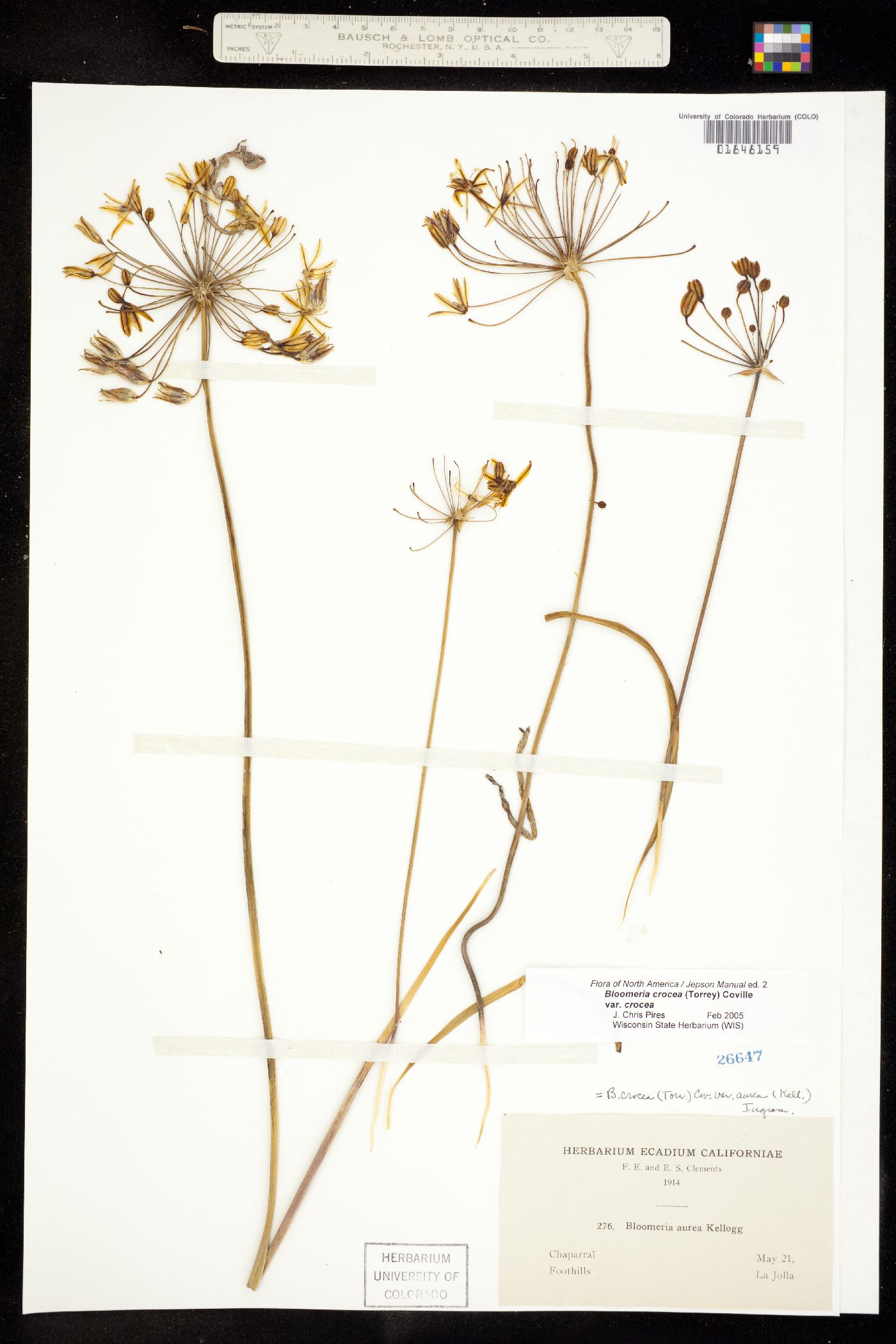 Bloomeria crocea image