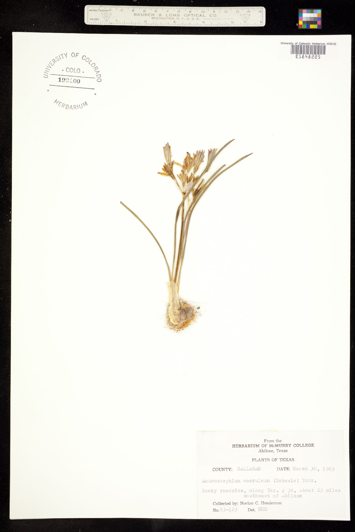 Androstephium coeruleum image