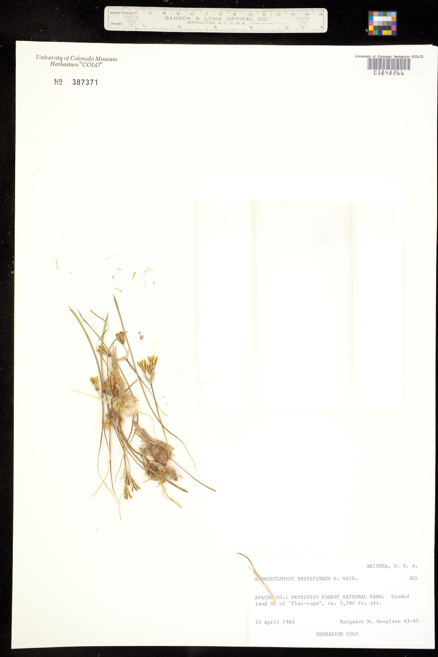 Androstephium breviflorum image