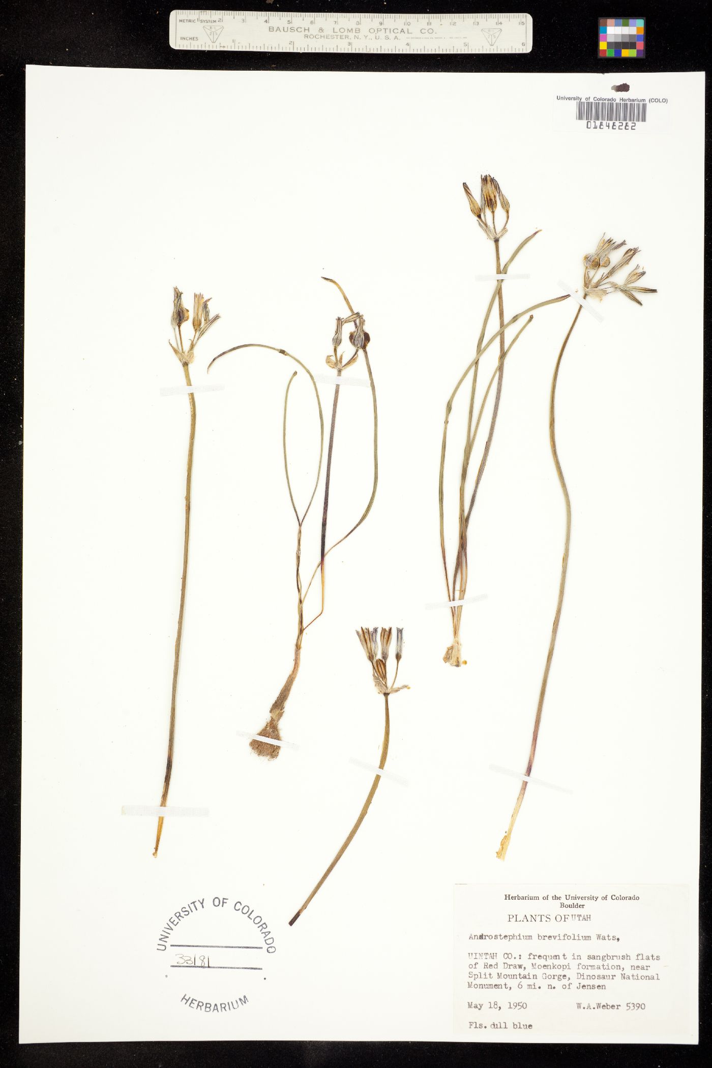 Androstephium breviflorum image