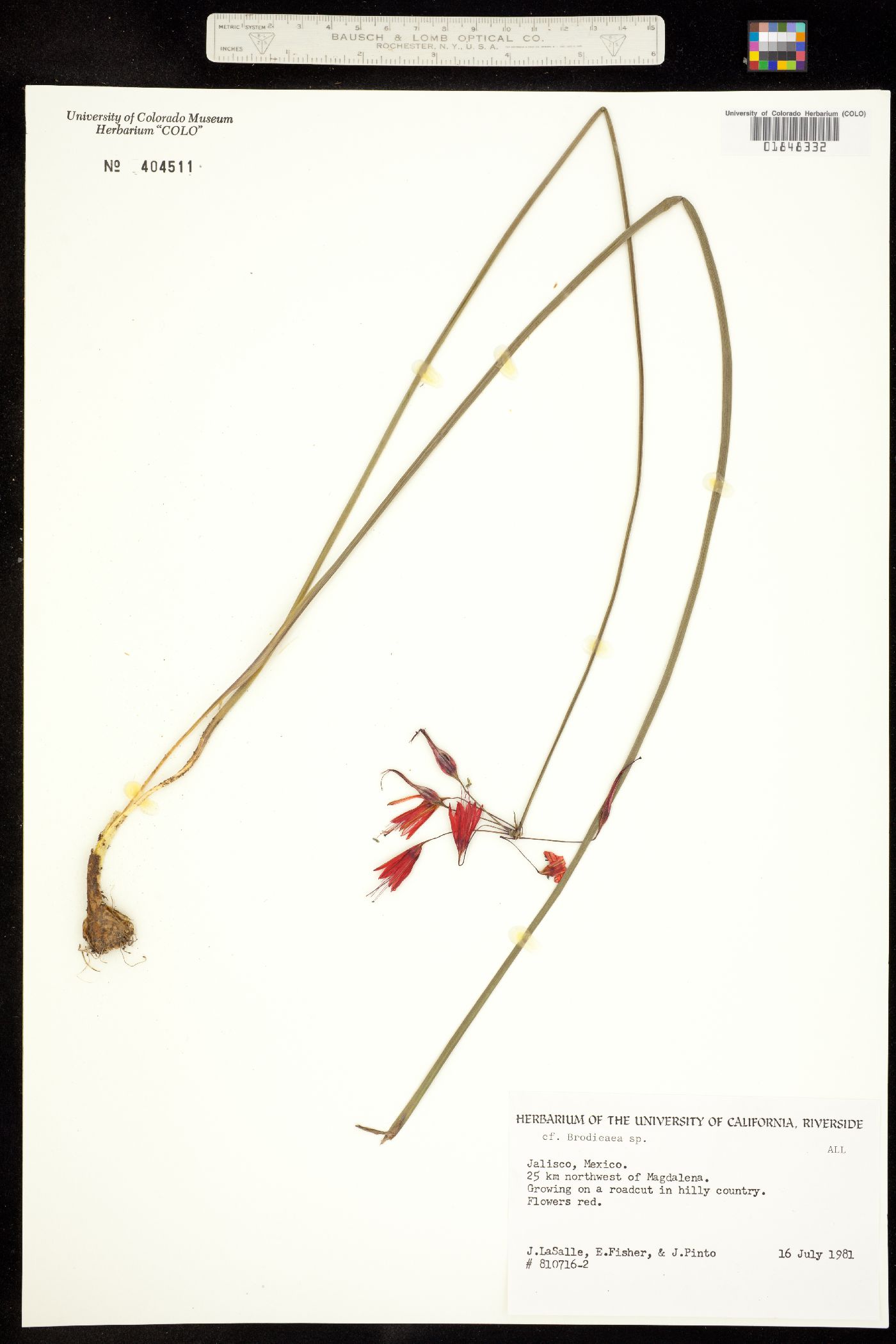 Brodiaea image