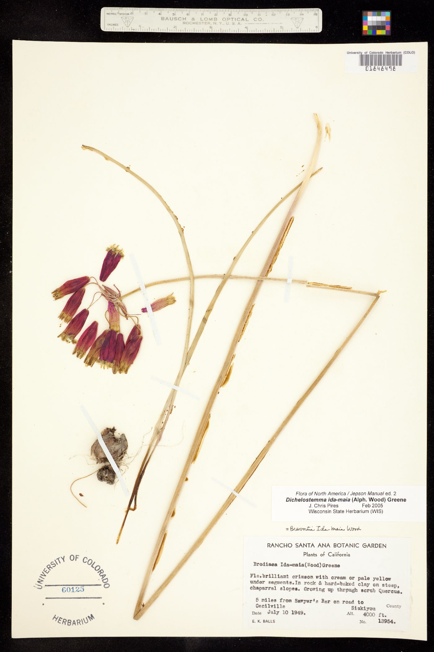 Dichelostemma ida-maia image